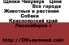 Щенки Чихуахуа › Цена ­ 12000-15000 - Все города Животные и растения » Собаки   . Красноярский край,Лесосибирск г.